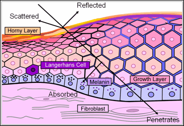 Skin Physiology - Page 9 Of 11